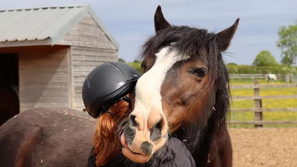 Snuffles rests his head on the shoulder of one of his carers in his paddock.