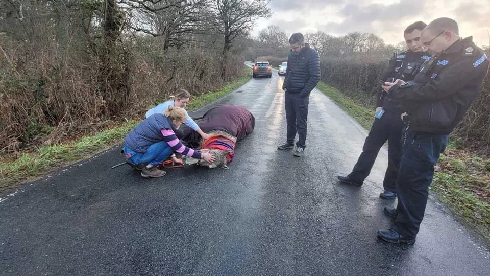 Tallulah collapsed on the road