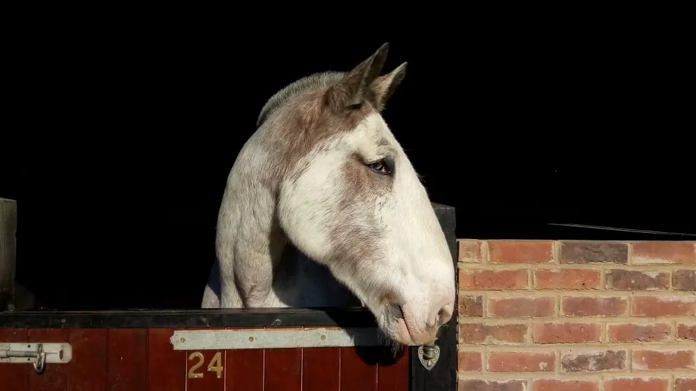 Boo stands with his head over his stable door.