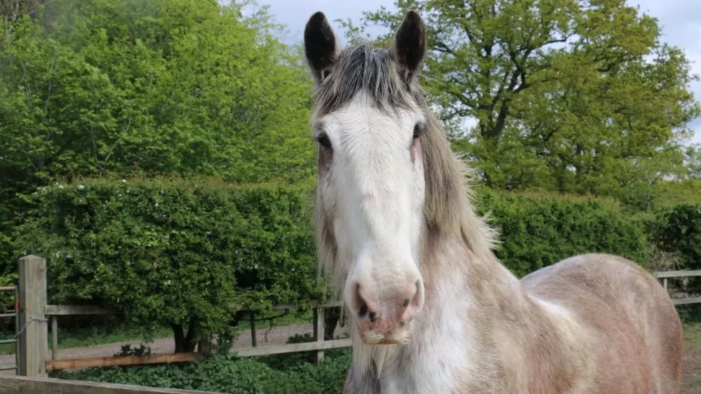 Blind Cyldesdale horse Boo stands with his head over his paddock fence.