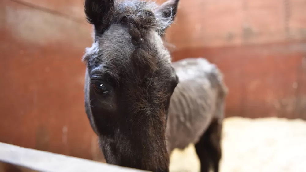 A very poorly looking pony standing in a stable