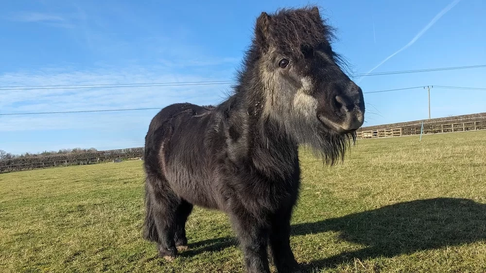 Charlie looking well in his field