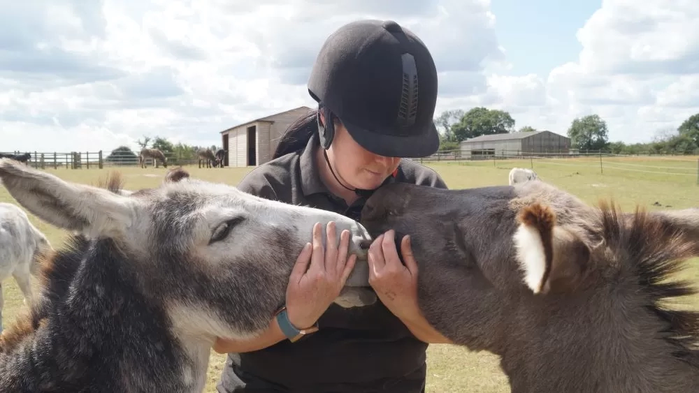 A Redwings equine carer gives two donkeys a cuddle in their grass paddock.