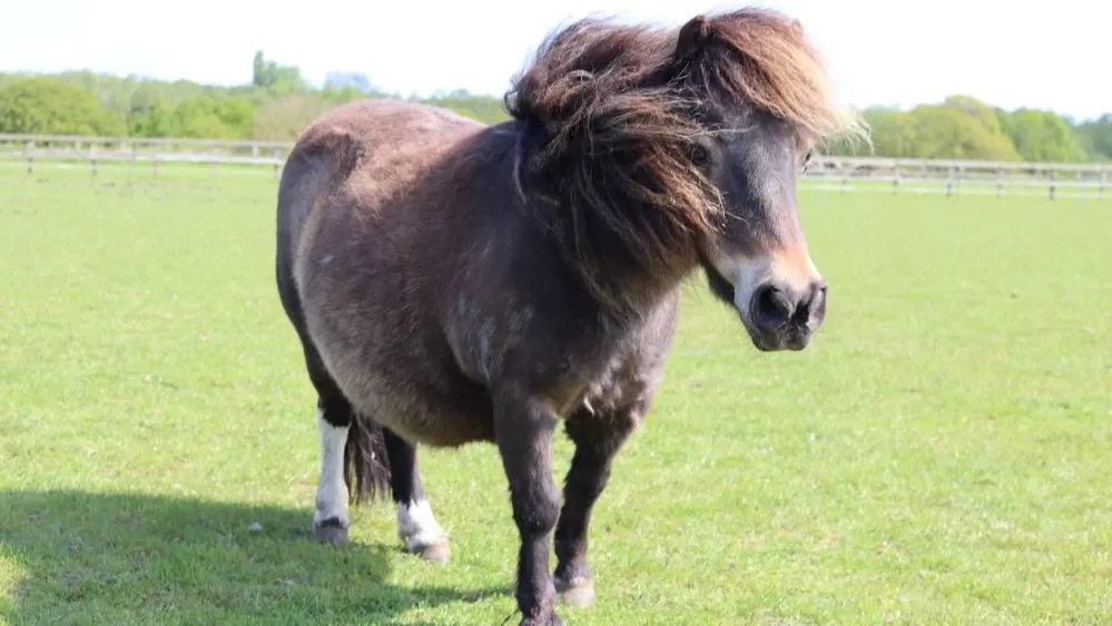 Kiwi stands in her paddock at Redwings with the wind blowing through her mane.