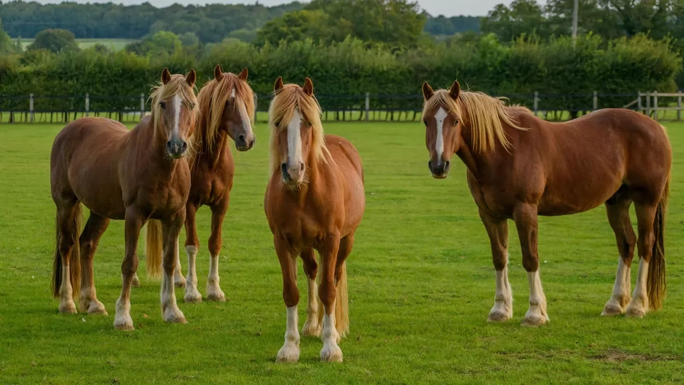 Four chestnut ponies looking at the camera