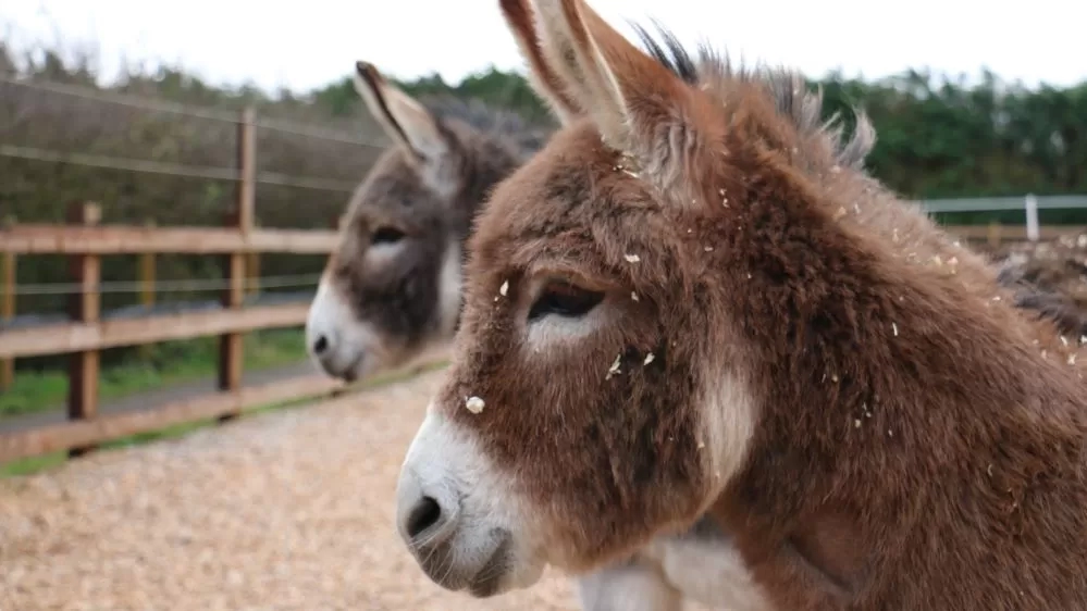 Miniature donkey Jack, with Dudley in the background, are photographed in profile while standing in their woodchip paddock.