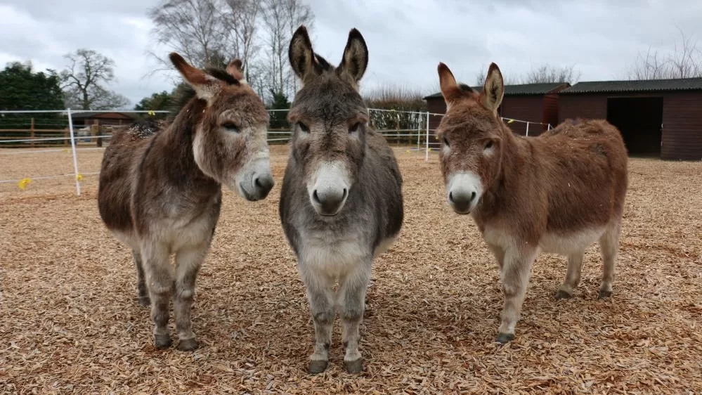 Miniature donkeys Dudley, Wedgewood and Jack stand together, looking at the camera, in their woodchip paddock.