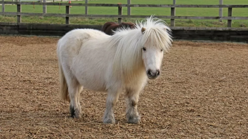 Adoption Star pony Tinkerbell stands in her woodchip paddock looking at the camera.