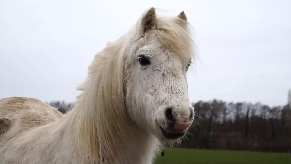 Grey pony Willow looks towards the camera while standing in her grass paddock.