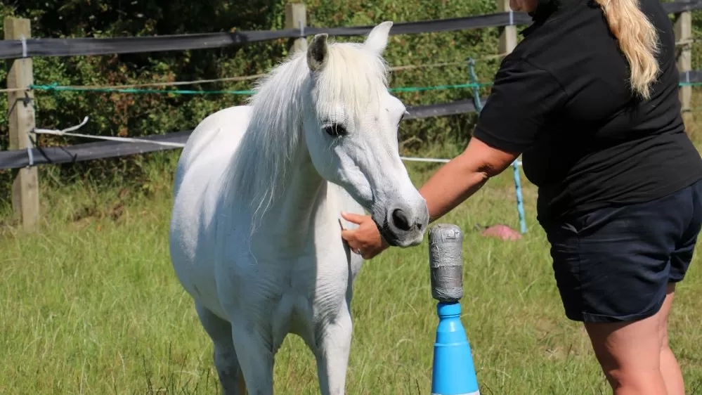 A grey pony called Nancy receives behaviour training supported by a member of Redwings' Behaviour team