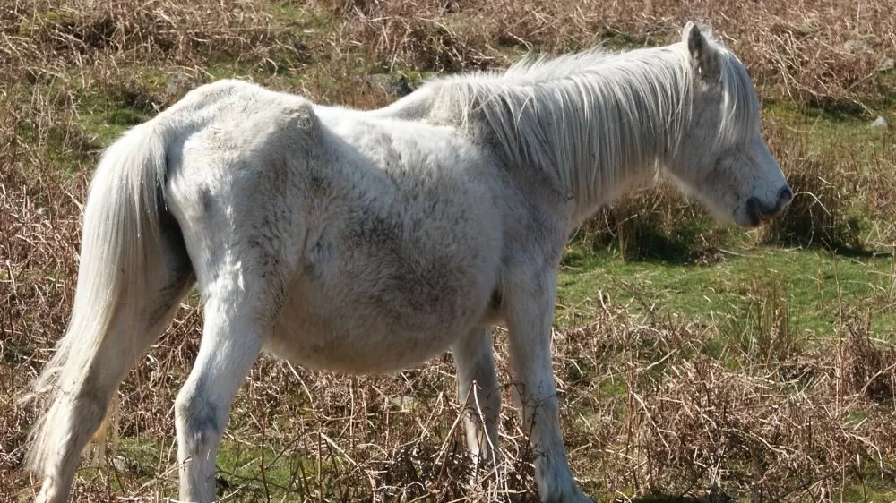 A grey pony called Onia is pictured on the commons looking thin and clearly unwell.