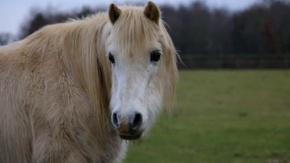 A grey pony called Onia is pictured in her paddock at Redwings 20 years after her rescue.