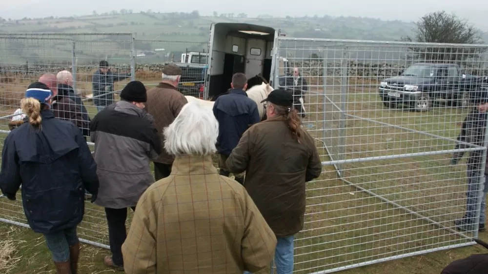 The Redwings rescue team use pen sections to help gently herd a pony into a horse box.
