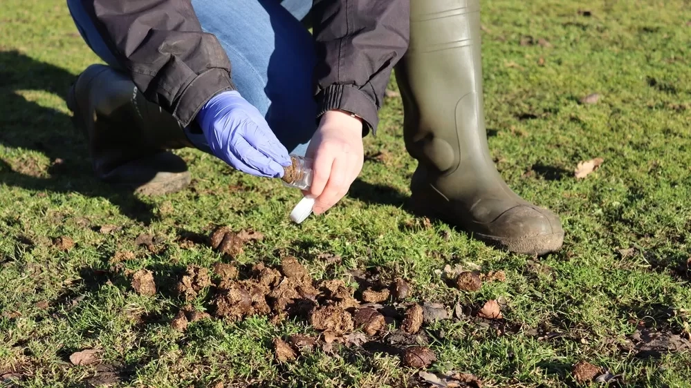 Poo picking