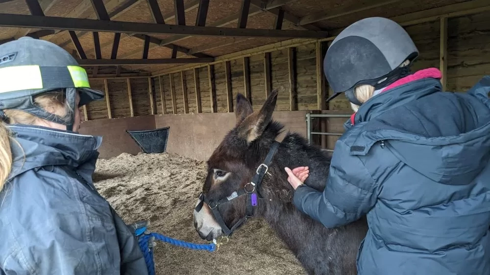 A brown donkey called Ruby receives handling training to help her cope with injections where a member of the Behaviour team is touching her neck. She is standing in a shelter and being held with a lead rope by another member of Redwings staff.