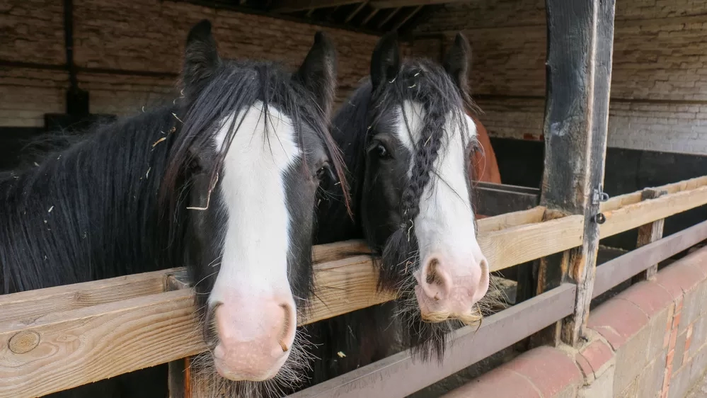 Doughball and Sourdough in a stable