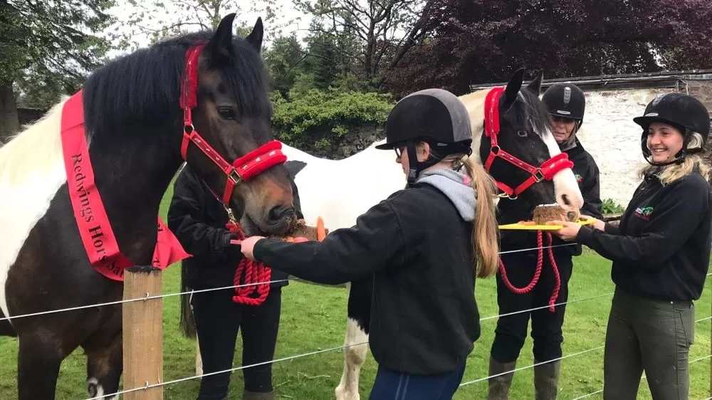 Brown and white pony Gibson enjoys a horse-friendly birthday cake with his friend, fellow brown and white pony Ellie-Mae in their paddock at Redwings Mountains.