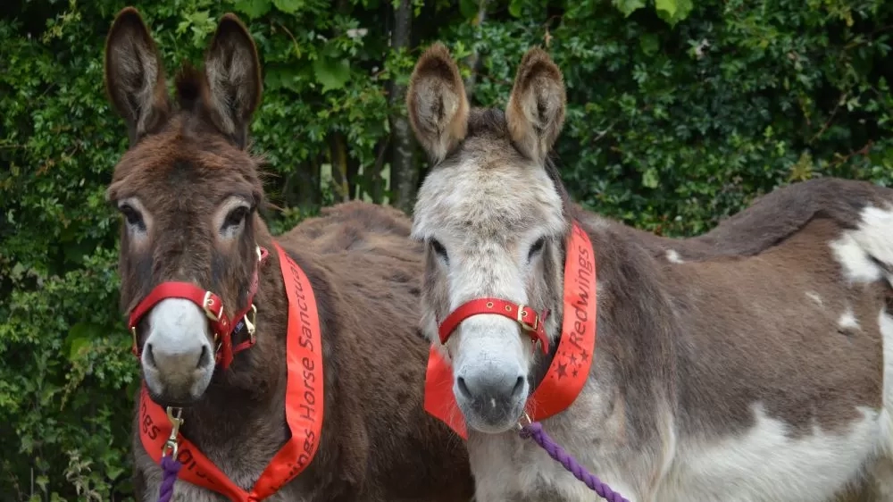 A brown donkey called Wiggins and a brown and white donkey Wacko stand next to each other, wearing red birthday sashes.