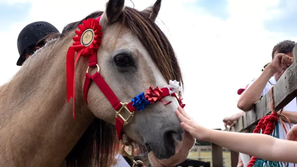 Adoption Star pony Elvis wears a red collar decorated with a rosette and stars, and is enjoying a stroke from a member of the public.