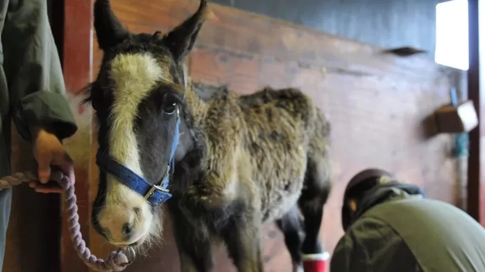 Matty when he was rescued 