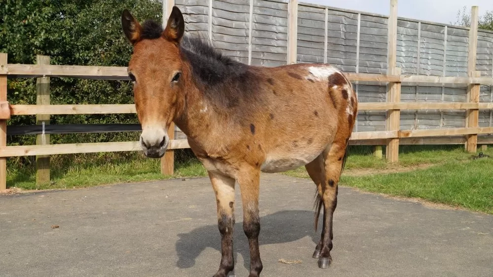 A brown and white hinny, named Riley, stands on the concrete pad in his paddock looking at the camera.