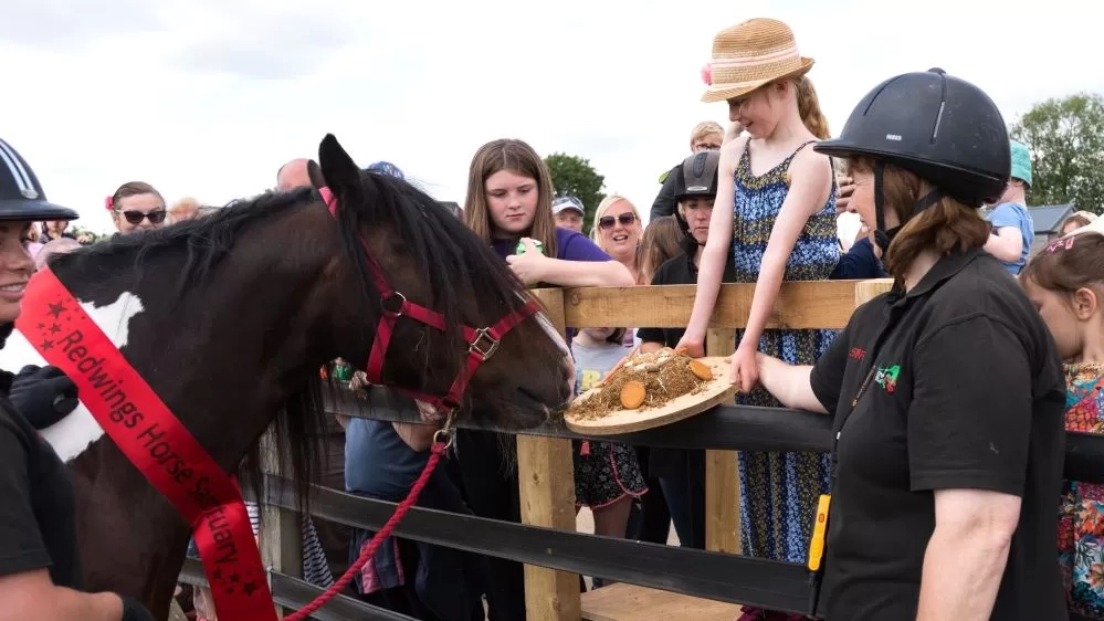 Rumepl the pony who is wearing a red headcollar and sash enjoys a horsey-friendly cake held by one of his carers and a young supporter.