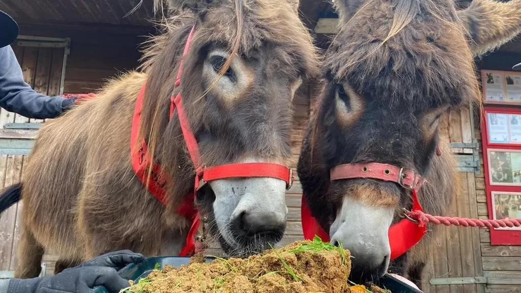 Donkey Arya enjoys a donkey-friendly birthday cake with her friend, fellow donkey Merlin.