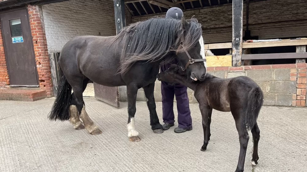 Ruby and Cilla groom each other