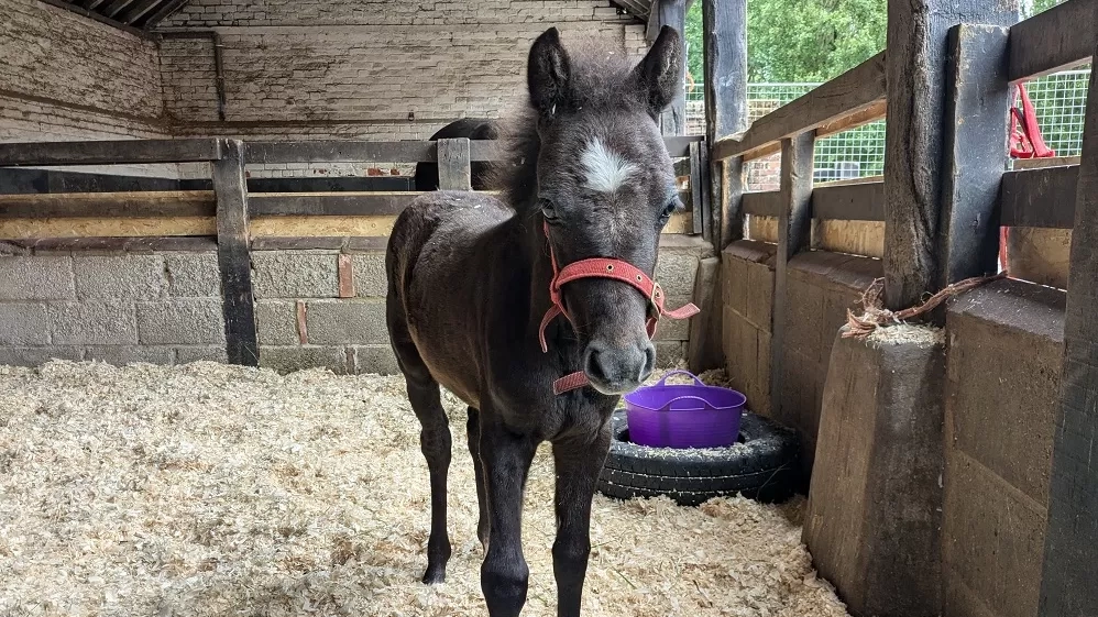 Ruby the foal at Redwings