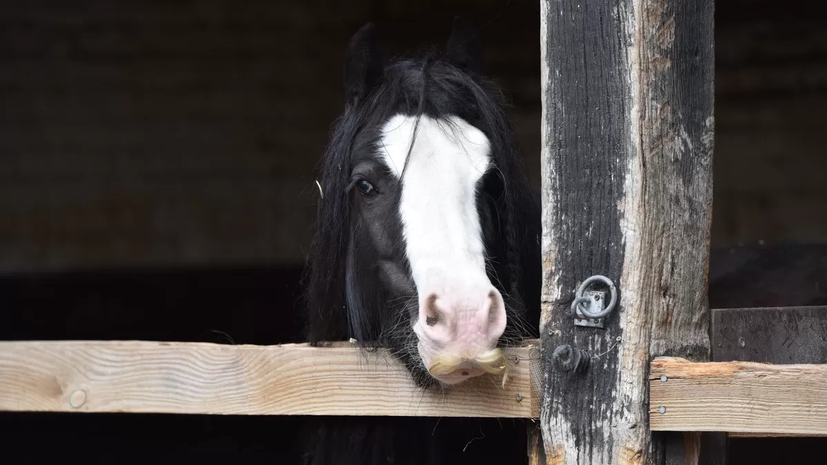 Sourdough in her stable