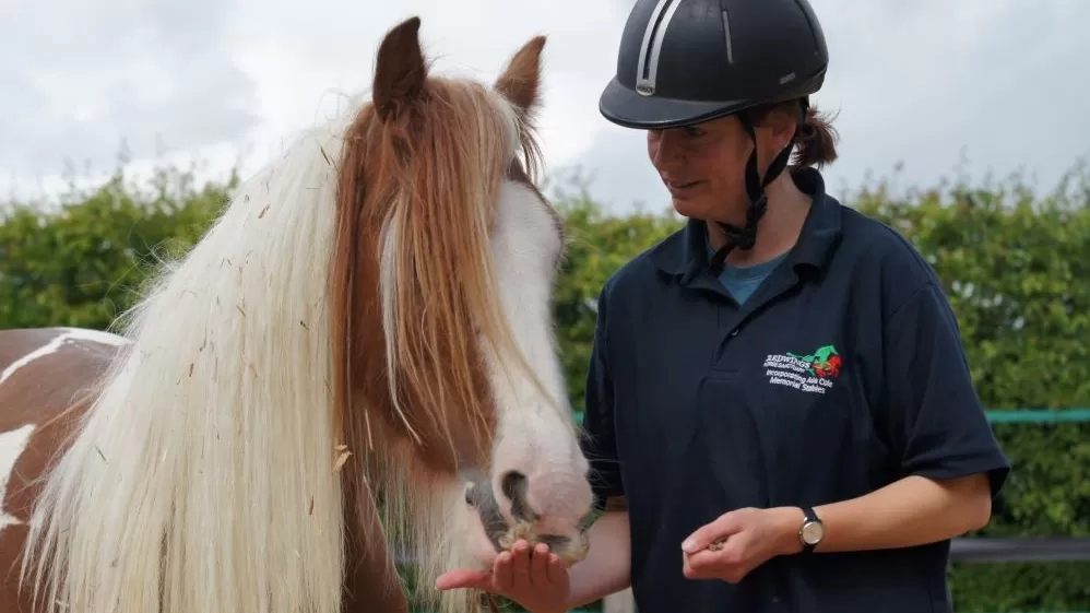 A brown and white pony enjoys a handful of food from Julie.