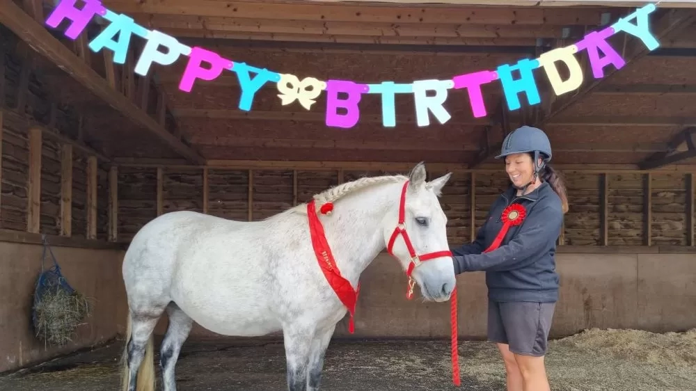 A grey pony, Adoption Star Lily, stands in her stable with one of her handlers, wearing a red headcollar and ir