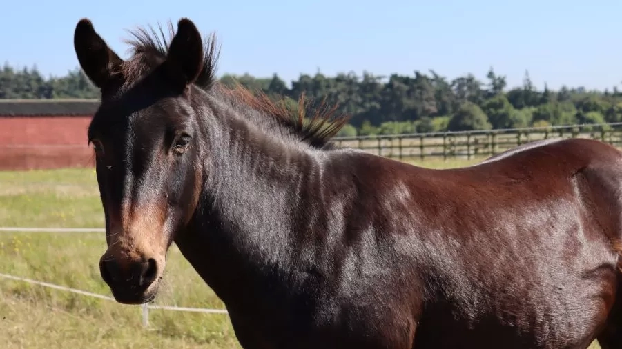 Adoption Star Noah, a brown mule, stands looking at the camera in his grass paddock.