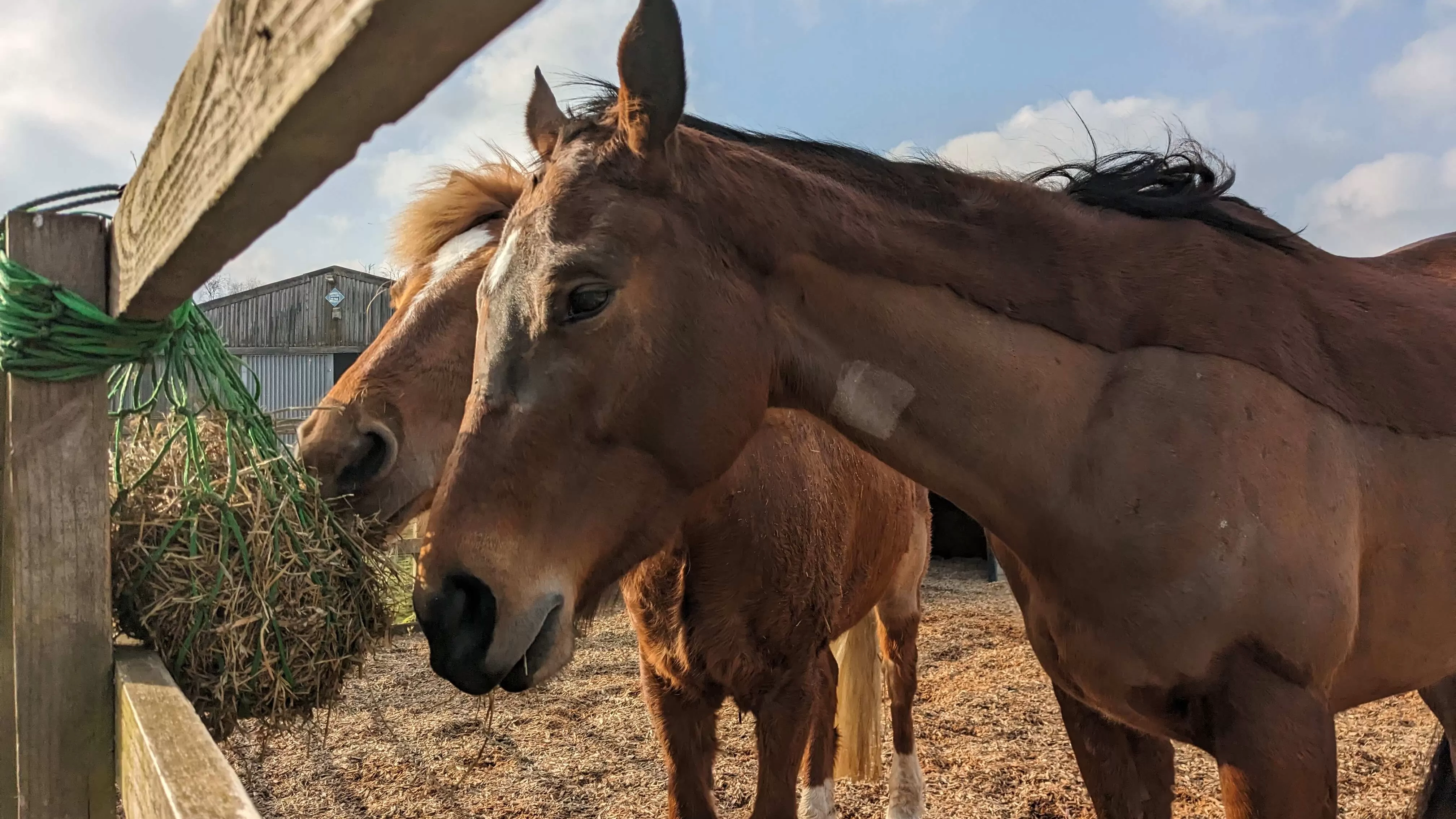 Glorious munches hay with a new friend, March 2024