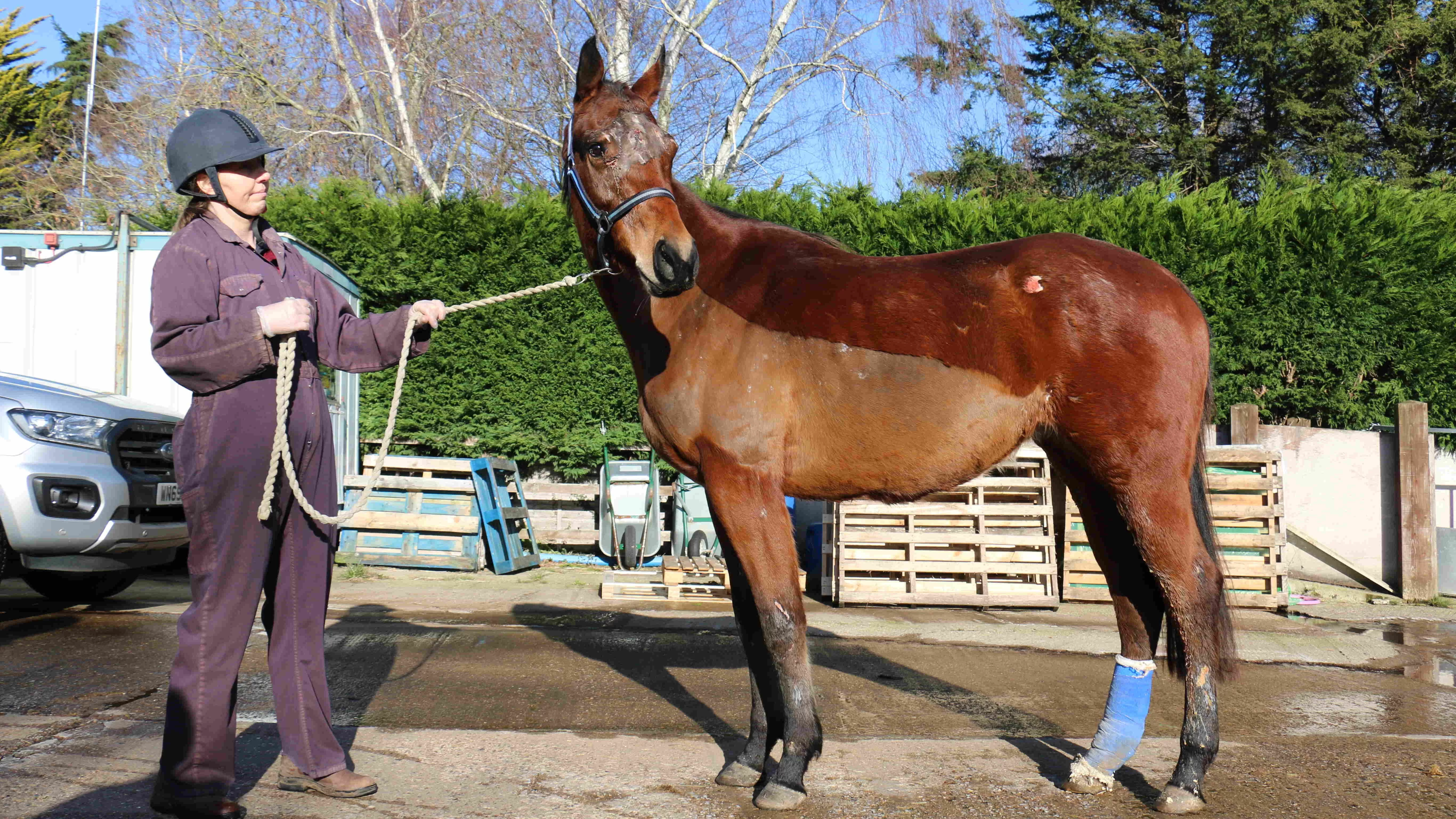 Glorious standing at Redwings wearing a bandage on her leg