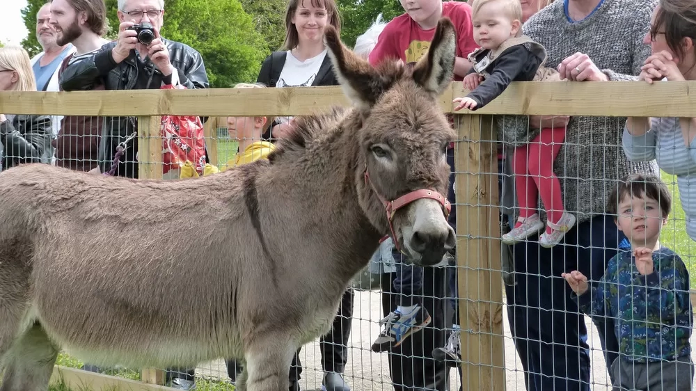 A donkey is stood at the fence in front of a lot of visitors