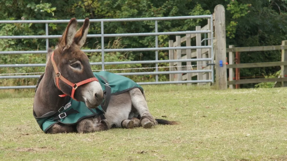 A donkey laying down in a field resting