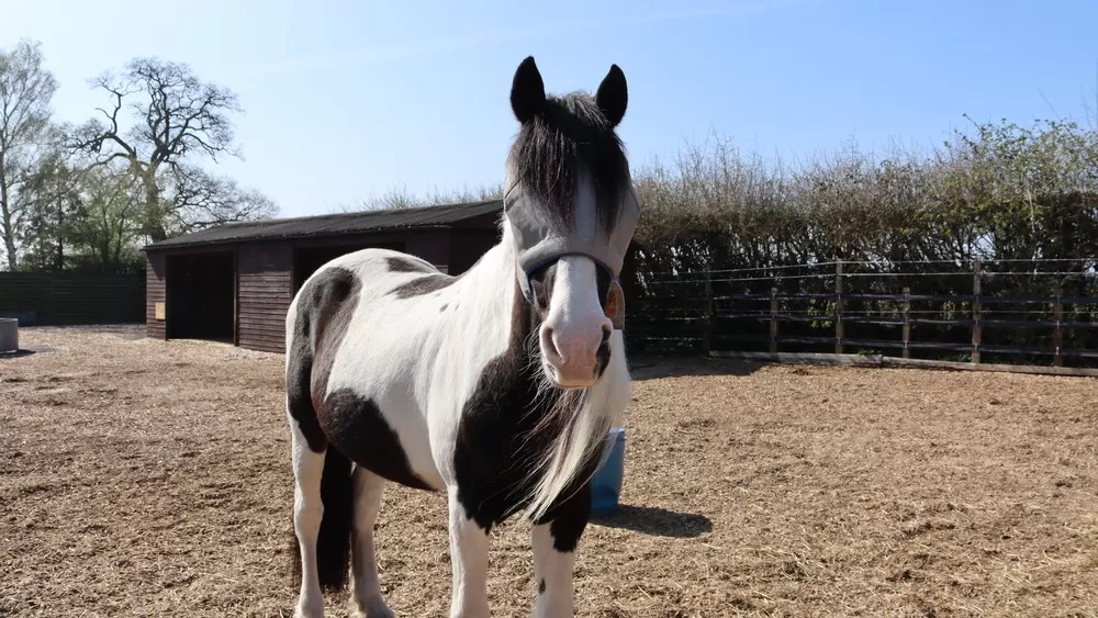 Smokey at Redwings now