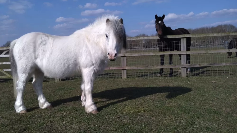 Zeus grazing with his friends at Cambridge 