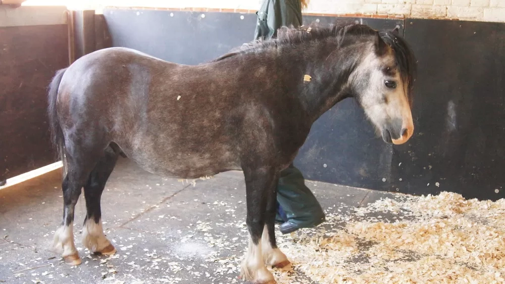 Zeus when he arrived at Redwings