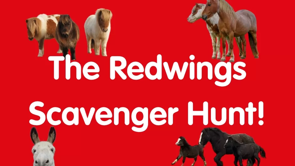 The text reads "The Redwings Scavenger Hunt!"