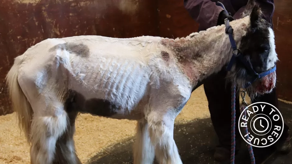 Photo of foal Billy emaciated upon arrival at Redwings