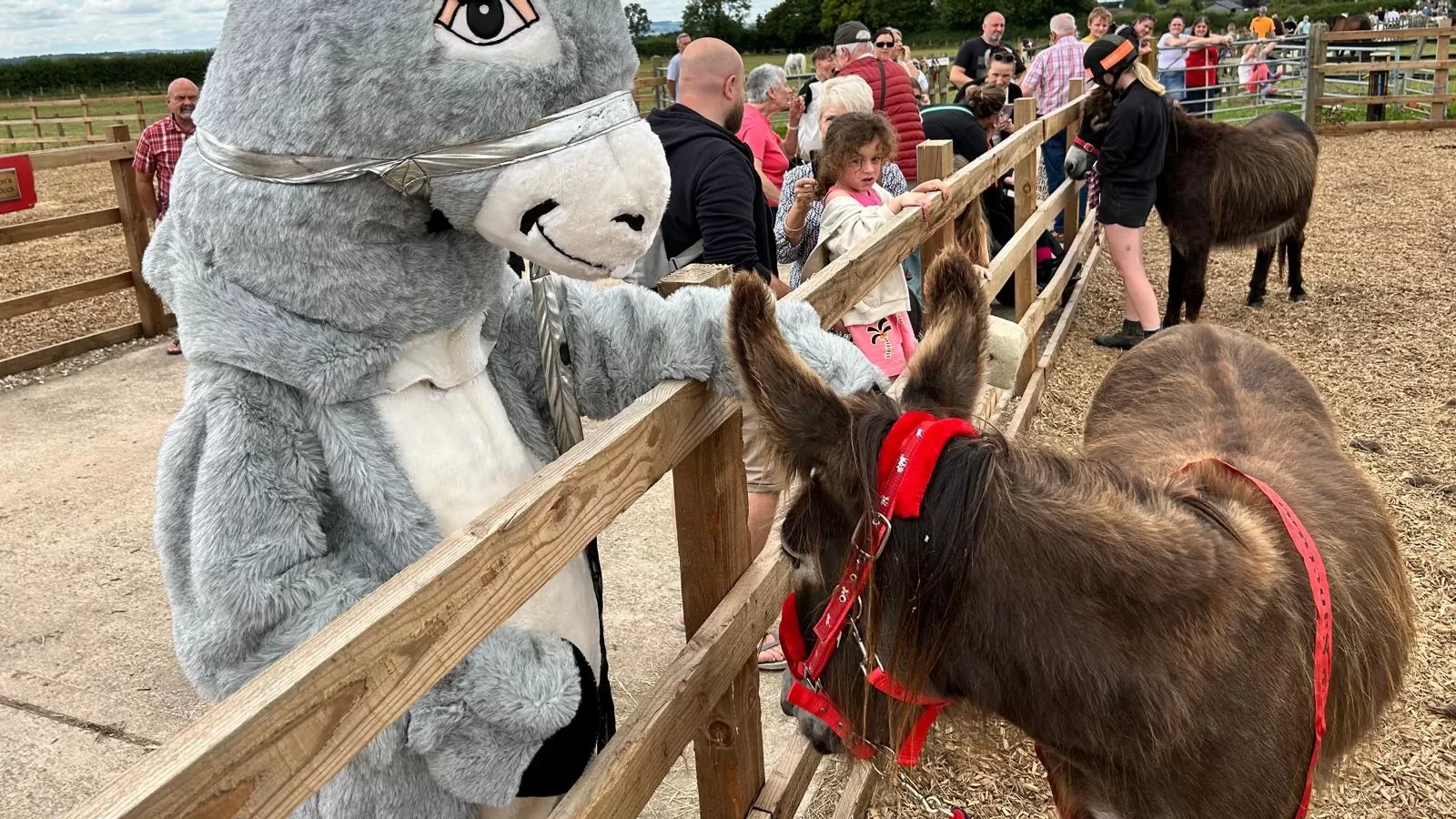 A donkey mascot is stroking the ears of a real donkey over the fence