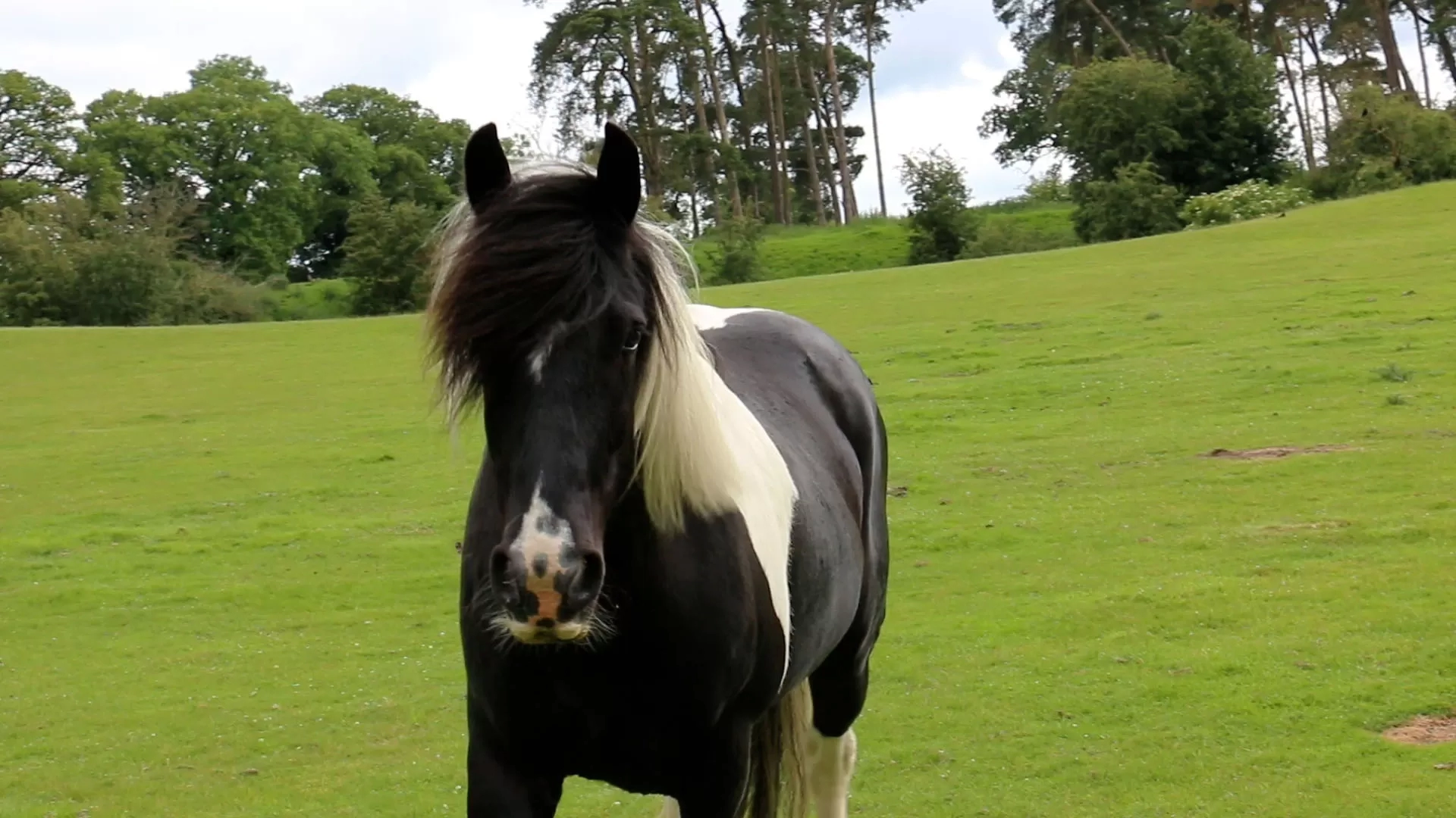A photo of Leon, a cob stood in a grass field.