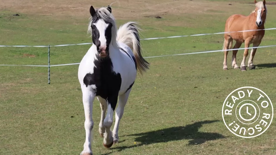 Tom the pony trotting towards the camera in his field, with one of his new horse friends in the background. 