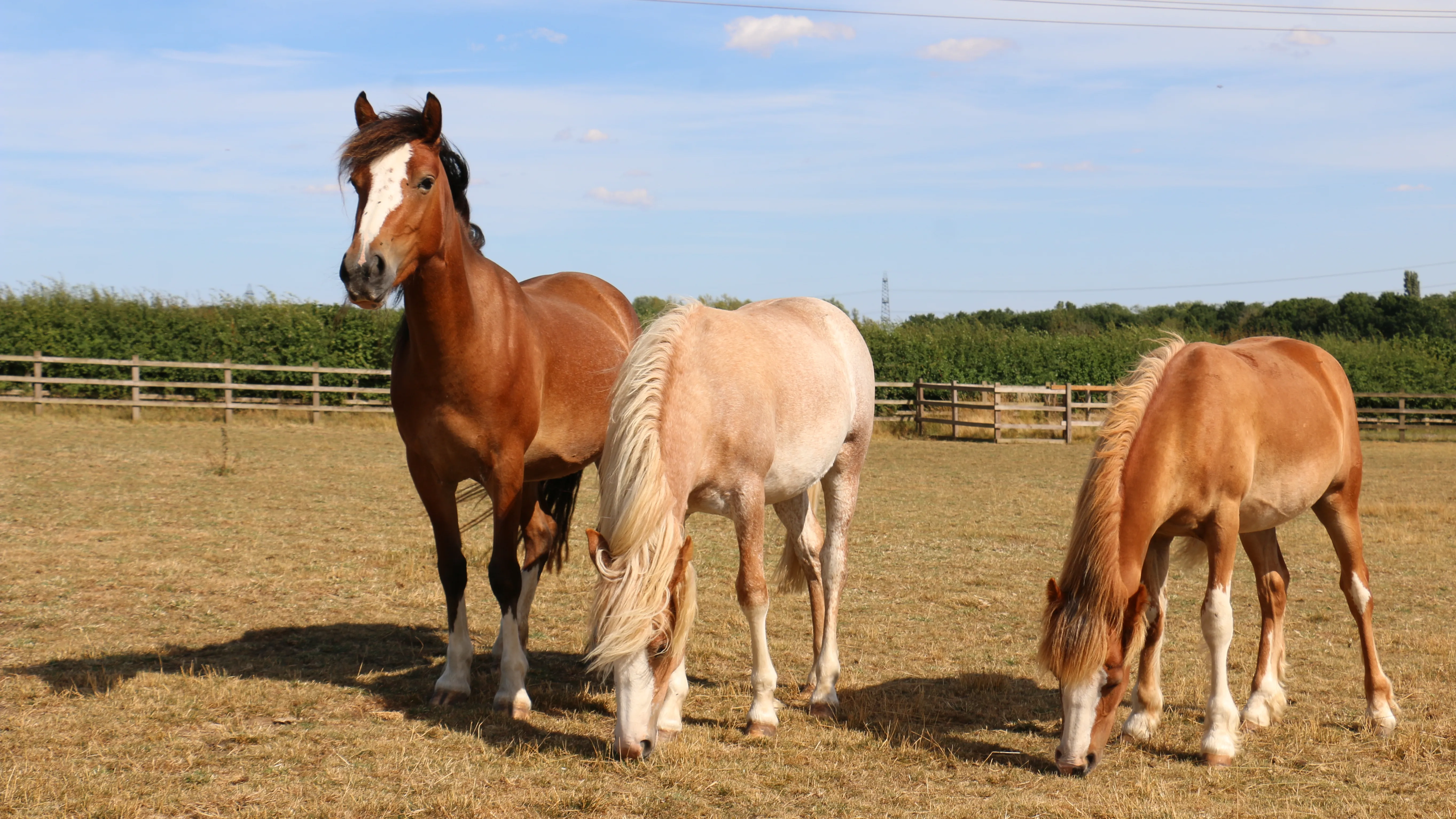Photo of three well looking ponies in a grass paddock