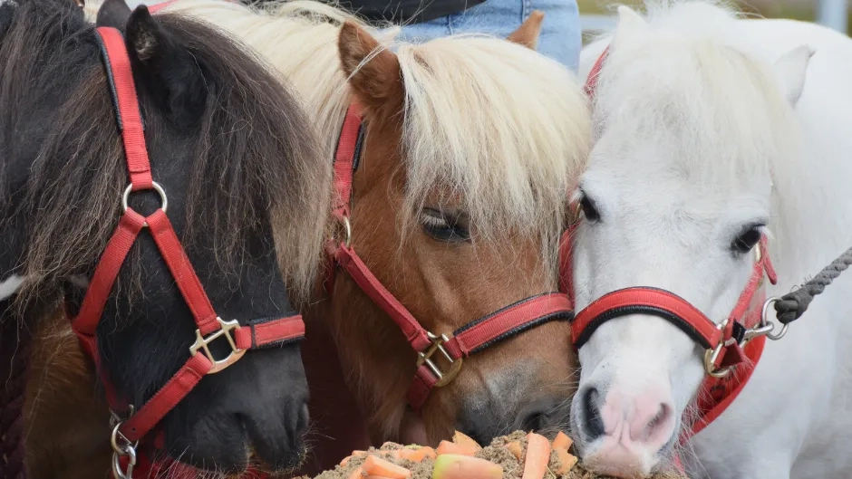 Photo of three Shetland ponies eating a horsey birthday cake.