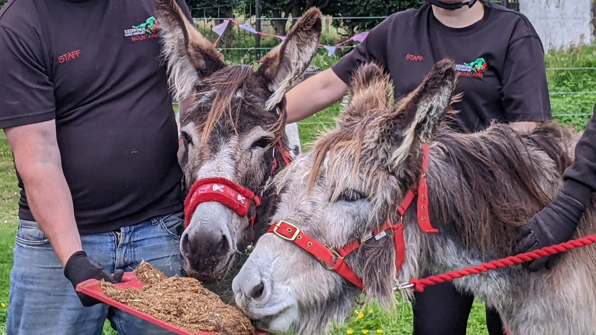 Photo of two donkeys eating a donkey friendly cake, with two smiling carers.