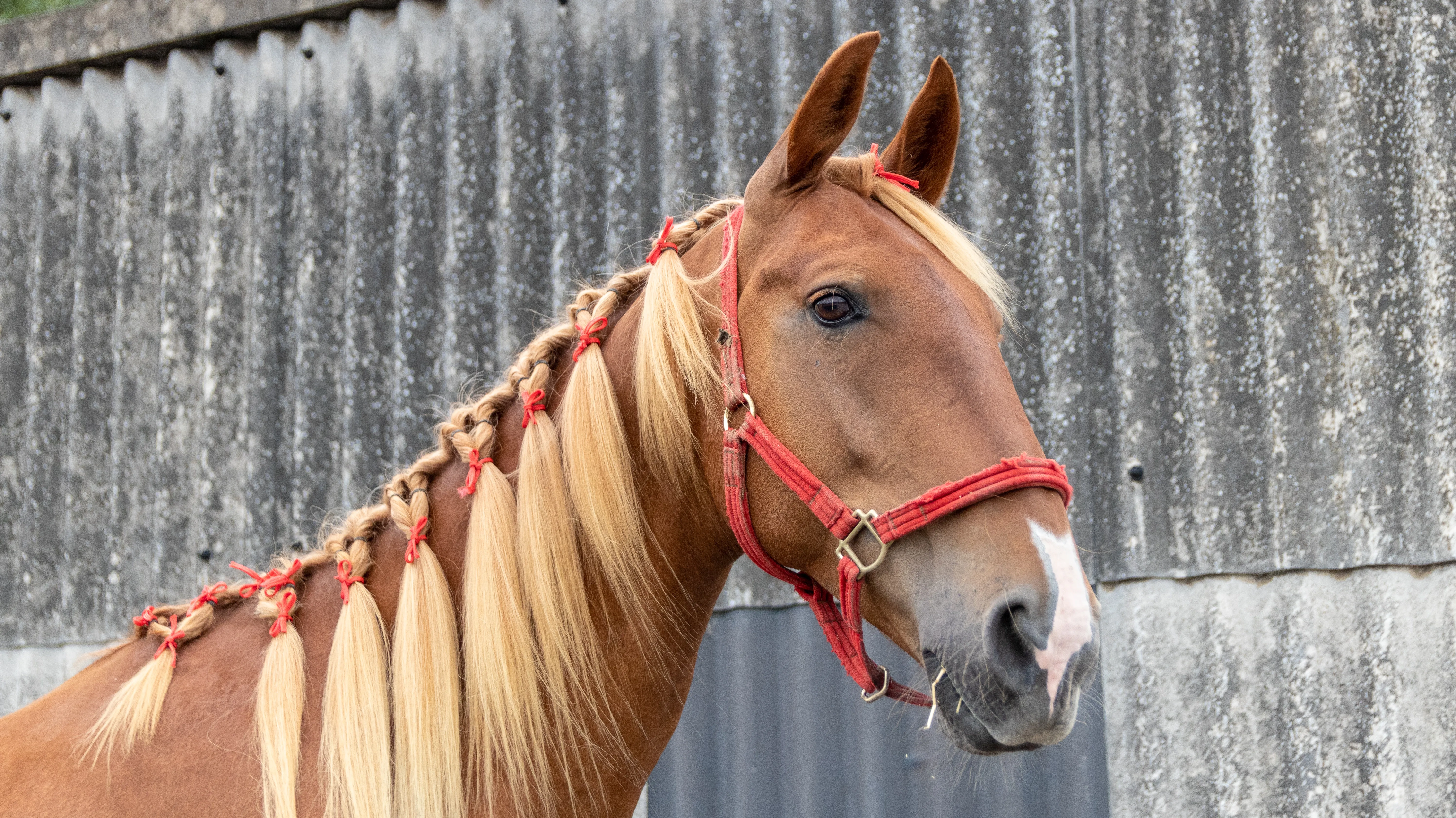Photo of Zippy the horse's head, his mane has been decorated with ribbon. 