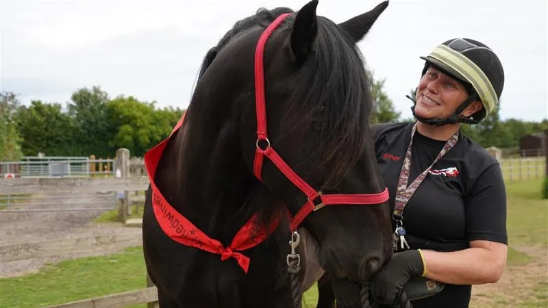 A horse with a pretty sash being held by his handler
